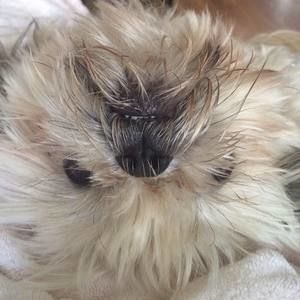 Meet your Posher, Carol